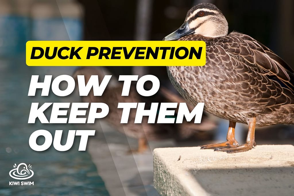 Ducks gathered beside a residential swimming pool in a New Zealand backyard.